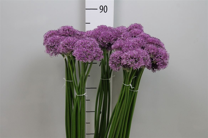 Allium Gladiator