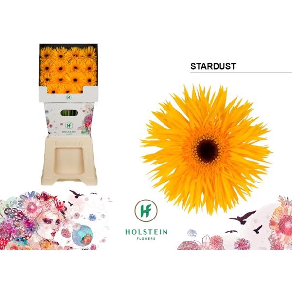 <h4>Ge Gr Spider Stardust Diamond Holstein</h4>