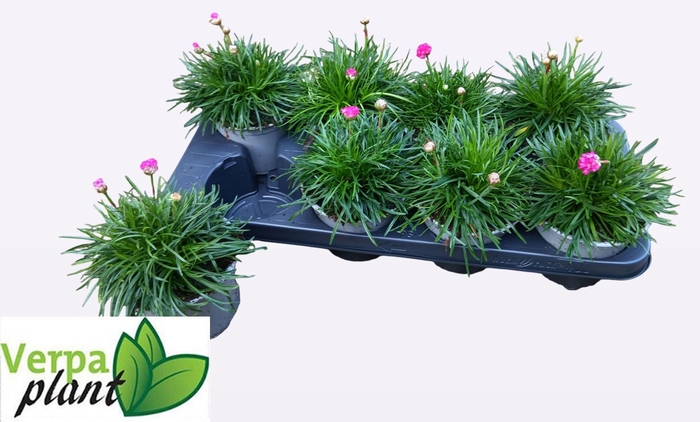 <h4>ARME MAR SPLENDENS</h4>