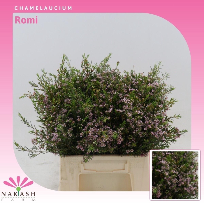 <h4>Chamelaucium Romi</h4>