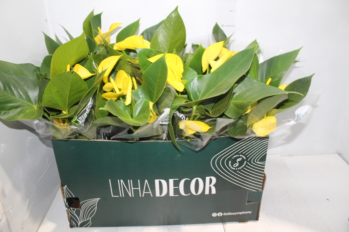 <h4>ANTHURIUM COLOURS AMARELO P15</h4>