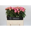 Paeonia Jacorma