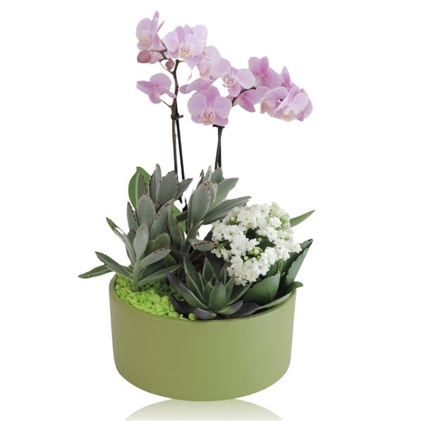 Arrangement Phalaenopsis 2 tak Keramiek schaal Green Stone 22 cm