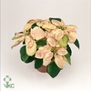 Poinsettia Premium Marble