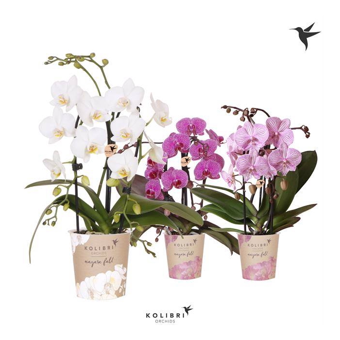 <h4>Phalaenopsis Elegans Cascade 9Ø 40cm 2st 18fl</h4>