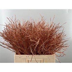 Vaccinium Kbh Copper