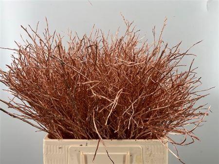 <h4>Vaccinium Kbh Copper</h4>