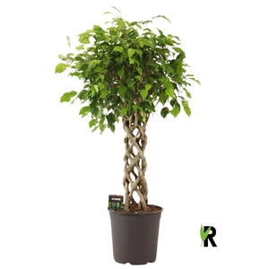 Ficus Be Exotica stam gevlochten