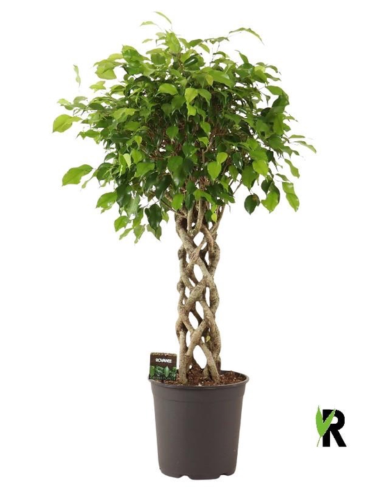 <h4>Ficus Be Exotica stam gevlochten</h4>