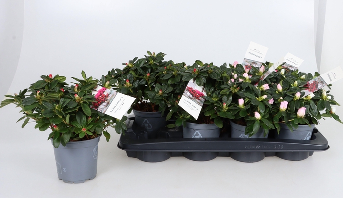 <h4>RHODO SI GEM</h4>