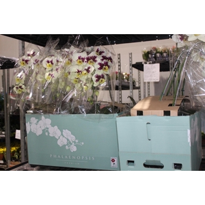 PHALAENOPSIS CASCATA ESPECIAL P15 BICOLOR MIN 8 FLS