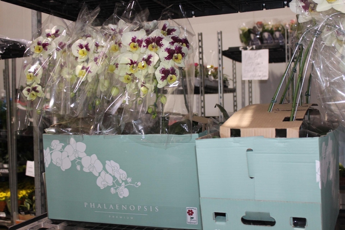 <h4>PHALAENOPSIS CASCATA ESPECIAL P15 BICOLOR MIN 8 FLS</h4>