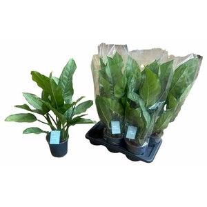 Aglaonema B.J. Freedman 17Ø 65cm 3pp