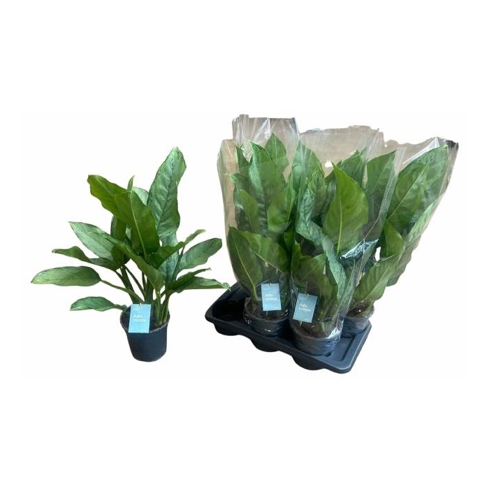 <h4>Aglaonema B.J. Freedman 17Ø 65cm 3pp</h4>
