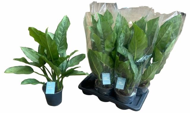 Aglaonema B.J. Freedman 17Ø 65cm 3pp