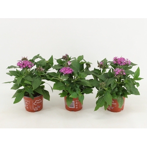 Pentas Graffiti Violet