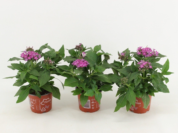 <h4>Pentas Graffiti Violet</h4>