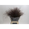 Panicum Warrior
