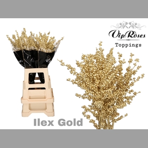 ILEX GOLD 80 cm