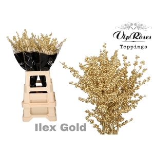 ILEX GOLD 80 cm