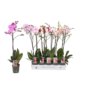 Phalaenopsis 5 color mix, 1-spike 9+/branched