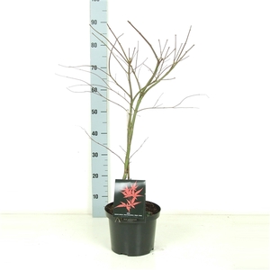 Acer palmatum 'Garnet' P23 Full CC