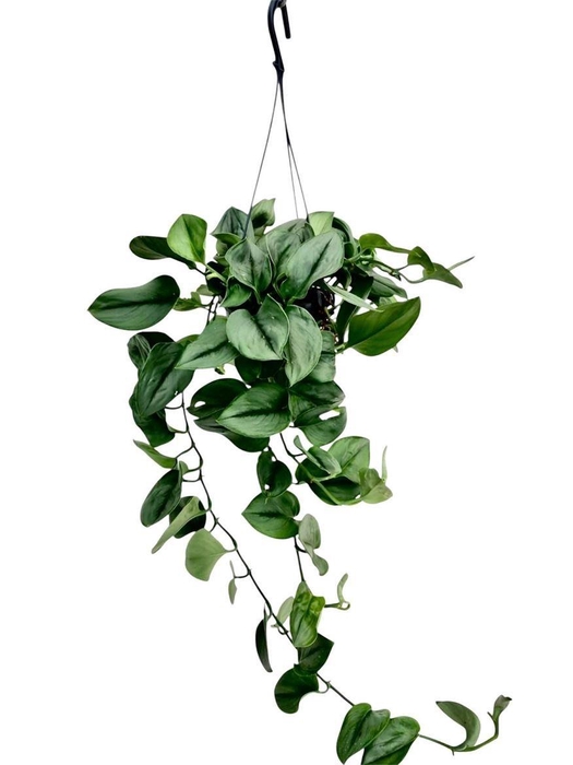 <h4>Scindapsus Trebie Moonlight</h4>