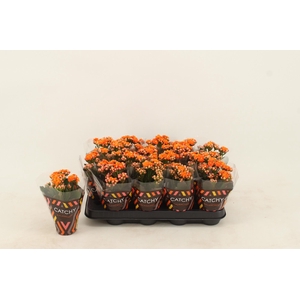 Kalanchoe Double Orange