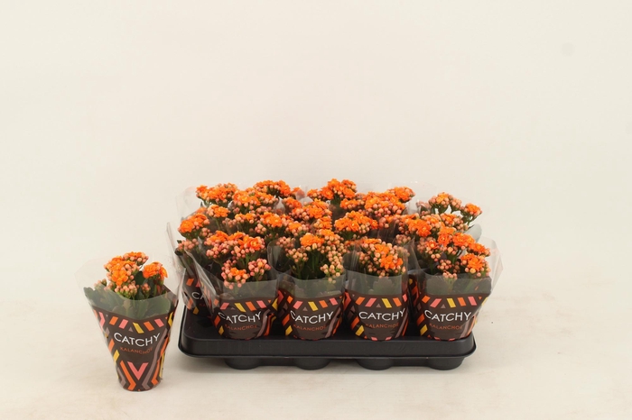 <h4>Kalanchoe Double Orange</h4>