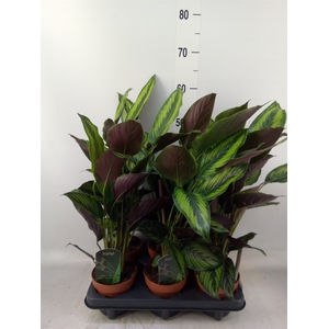 Calathea  'Beautystar'