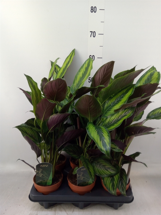 <h4>Calathea  'Beautystar'</h4>