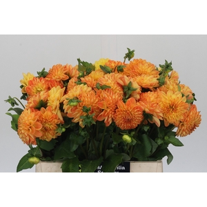 Dahlia Souvenir Dete