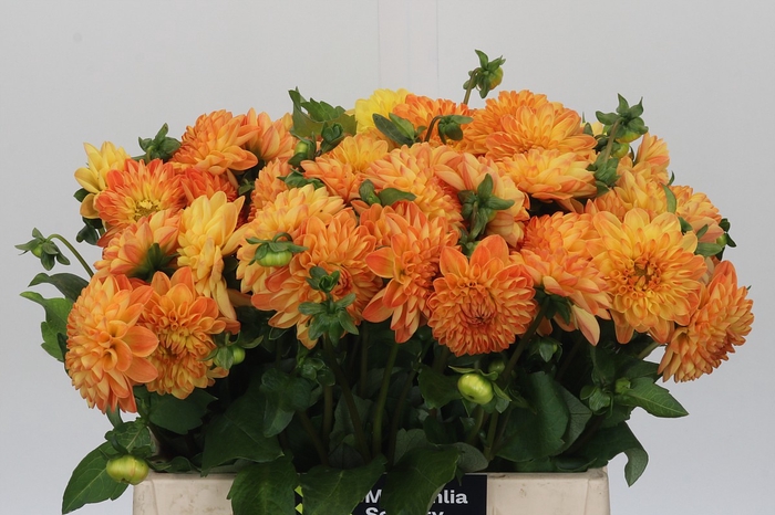 <h4>Dahlia Souvenir Dete</h4>