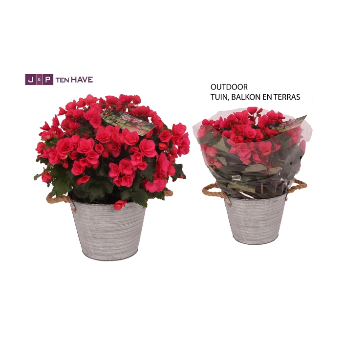 <h4>Begonia ''Betulia Pink'' Outdoor in Zink Sierpot</h4>