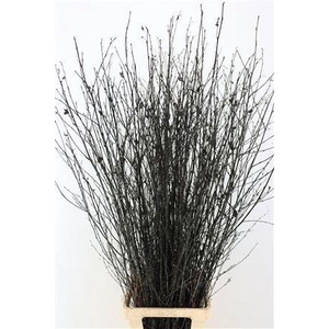 BETULA BS KLB H%