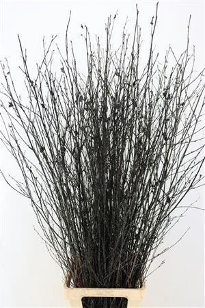 <h4>BETULA BS KLB H%</h4>