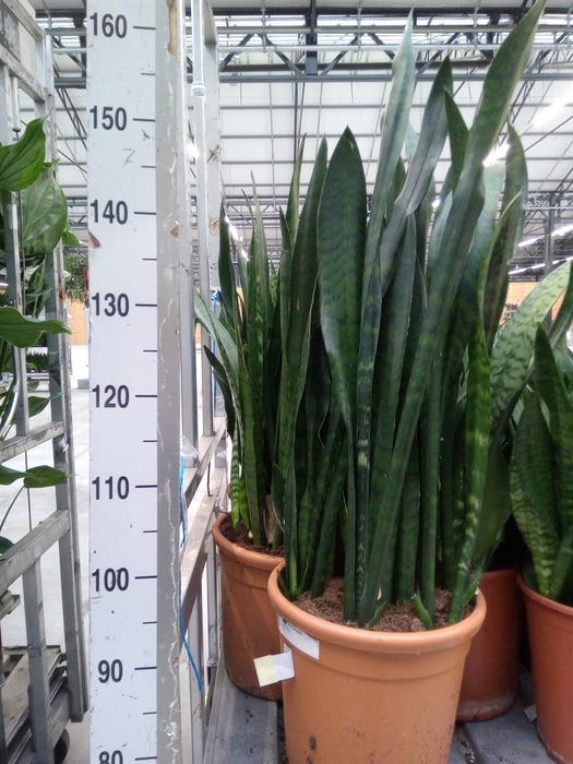 <h4>Sansevieria zeylanica</h4>