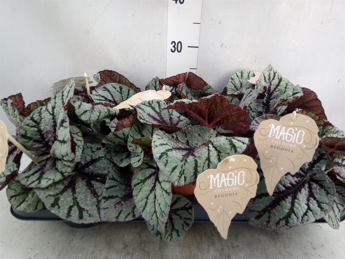 Begonia BD 'MagicColours Fedor'