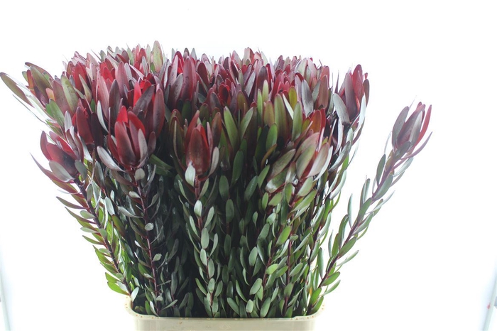 <h4>Leucad Saf Sunset</h4>