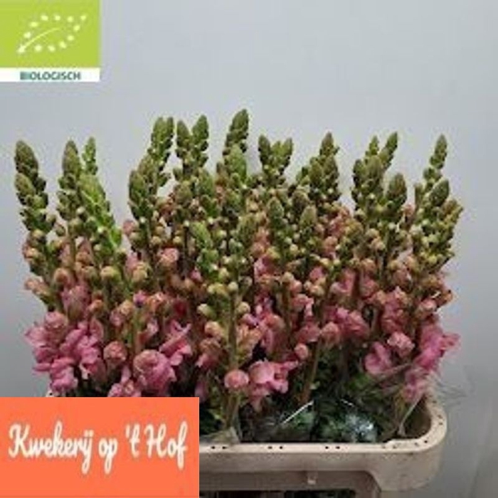 <h4>Antir Potomac Pink GE Op Hof</h4>