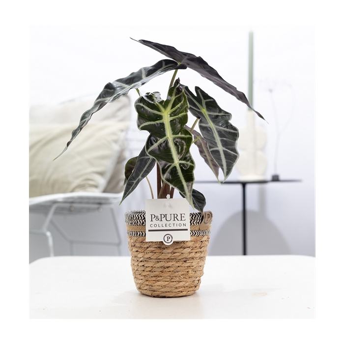 <h4>Alocasia Polly in P&PURE Basket 6</h4>