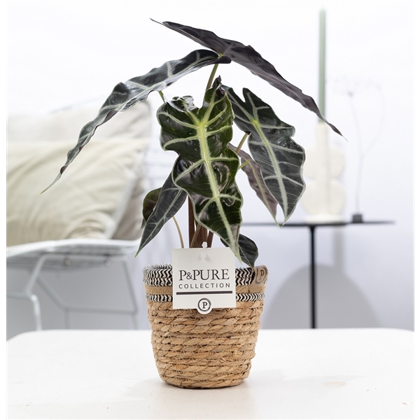 Alocasia Polly in P&PURE Basket 6