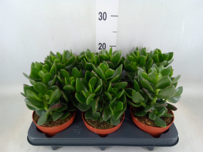 <h4>Crassula  'Hulk'</h4>