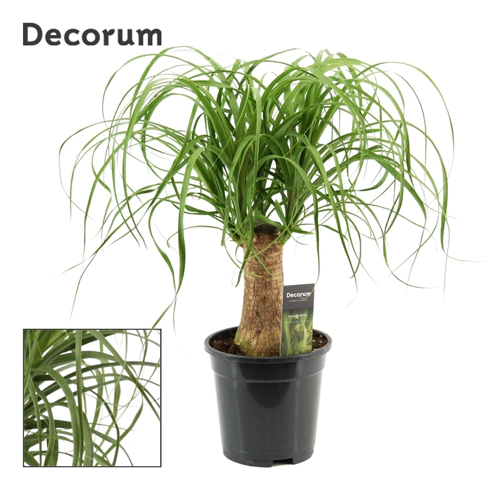 <h4>Beaucarnea recht 17 cm compacte stam (Decorum)</h4>