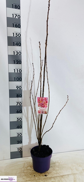 <h4>PRUN ACCOLADE</h4>