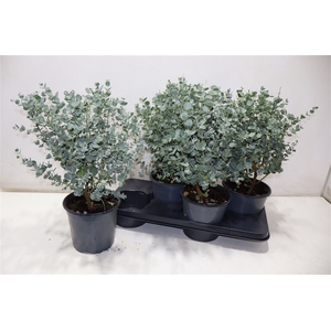Eucal Gunnii