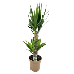 Yucca Elephantipes 45-20