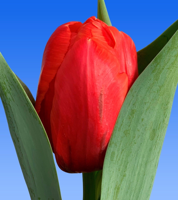 <h4>Tulipa Coral Sunset</h4>