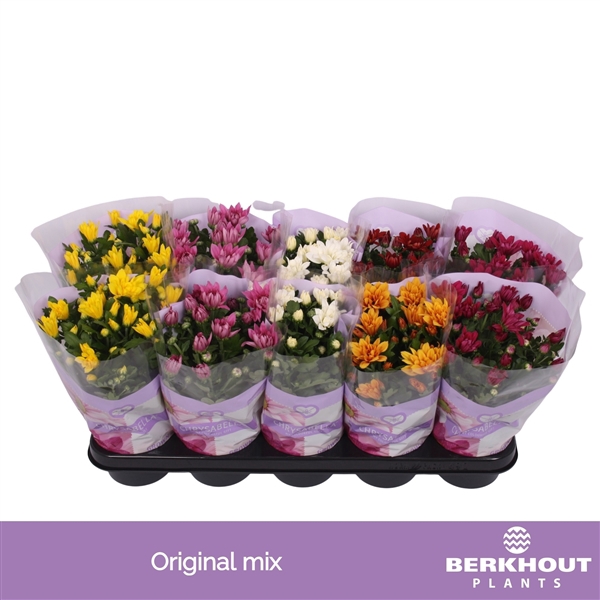 <h4>Chrysanthemum Indicum Grp mix 7 color</h4>