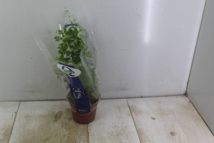 <h4>AVENCA VARIADA P15</h4>